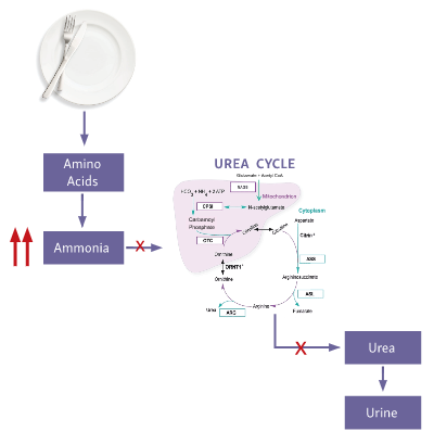 Graphic of Urea Cycle Disorder pathophysiology showing how high ammonia levels accumulate